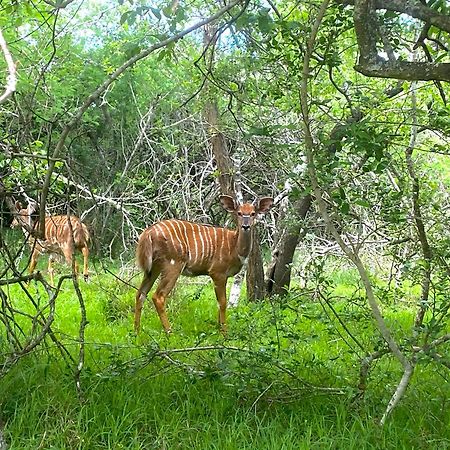 Hideaways Lazuli Bush Lodge, Hluhluwe Buitenkant foto