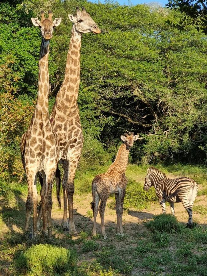Hideaways Lazuli Bush Lodge, Hluhluwe Buitenkant foto