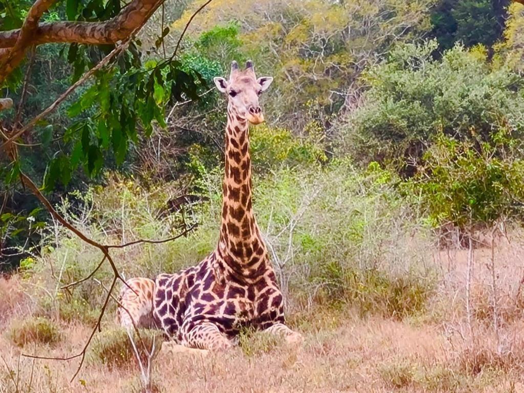 Hideaways Lazuli Bush Lodge, Hluhluwe Buitenkant foto